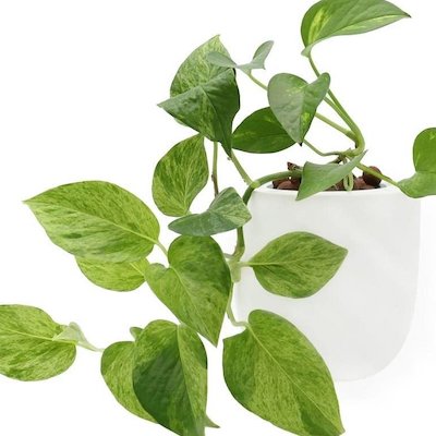 a light to medium-green variegated pothos plant in a white pot